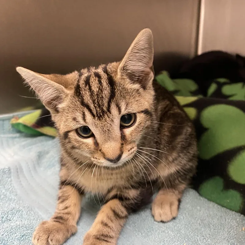 A baby small-sized female Brown / Chocolate Domestic Short Hair cat named Eliza for adoption in Wilmington, DE