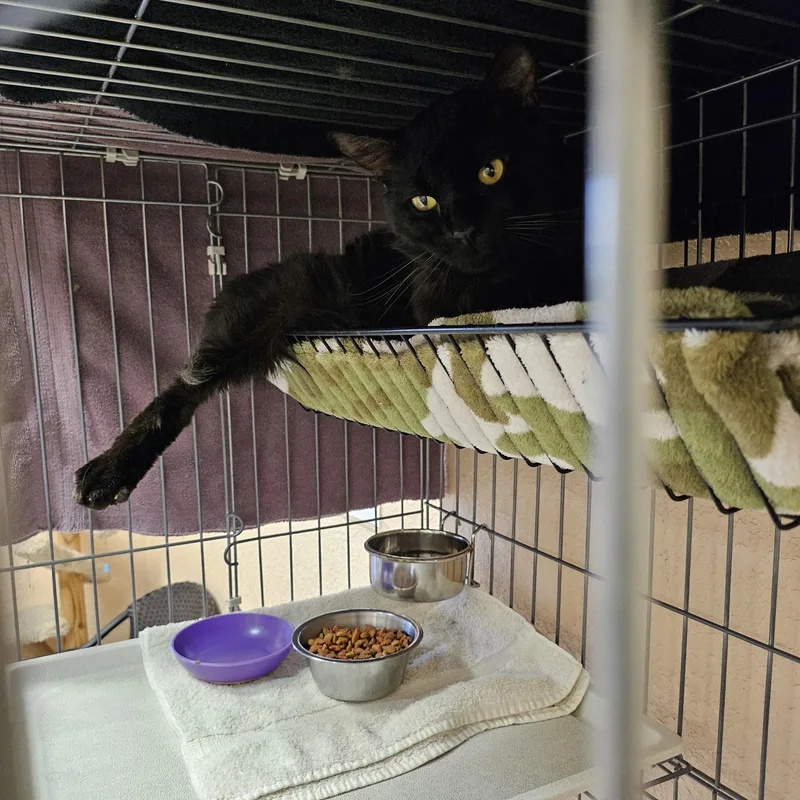 Charlie Mingus thumbnail 2