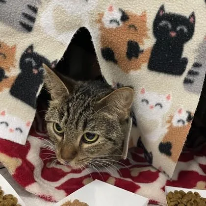 An adult small-sized female Domestic Short Hair cat named Colleen for adoption in Wheaton, IL