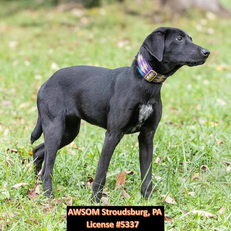 A young medium-sized female Black Labrador Retriever dog named Adaline for adoption in Stroudsburg, PA