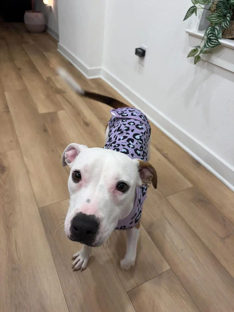 A young medium-sized female Pit Bull Terrier dog named Tiffany for adoption in Forney, TX
