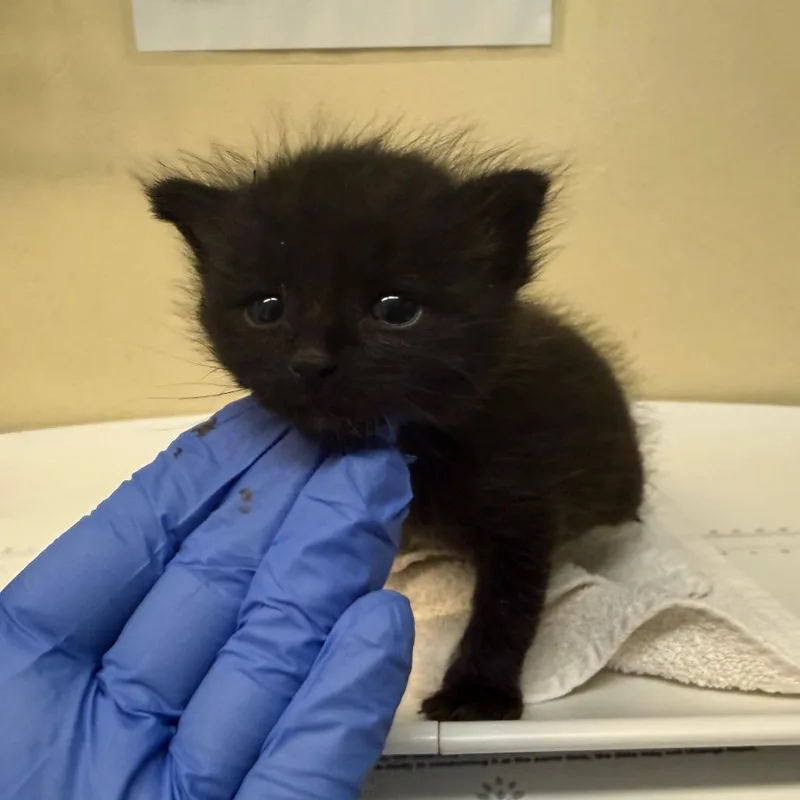 A baby small-sized male Black Domestic Short Hair cat named Woolly Bear for adoption in Pasadena, CA