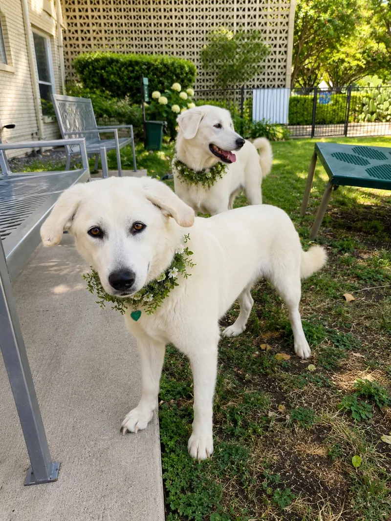 A young medium-sized female Labrador Retriever dog named Prisa and Nala sisters for adoption in Dallas, TX