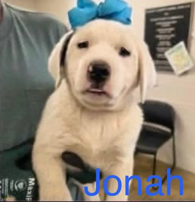 A baby large-sized male White / Cream Labrador Retriever dog named Jonah for adoption in Hamilton, NJ