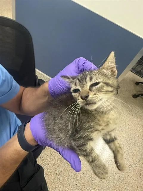 A baby small-sized male Domestic Short Hair cat named Gus for adoption in Miami, FL