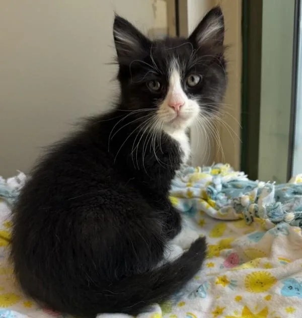 A baby small-sized male Domestic Short Hair cat named LaLa for adoption in Dublin, CA