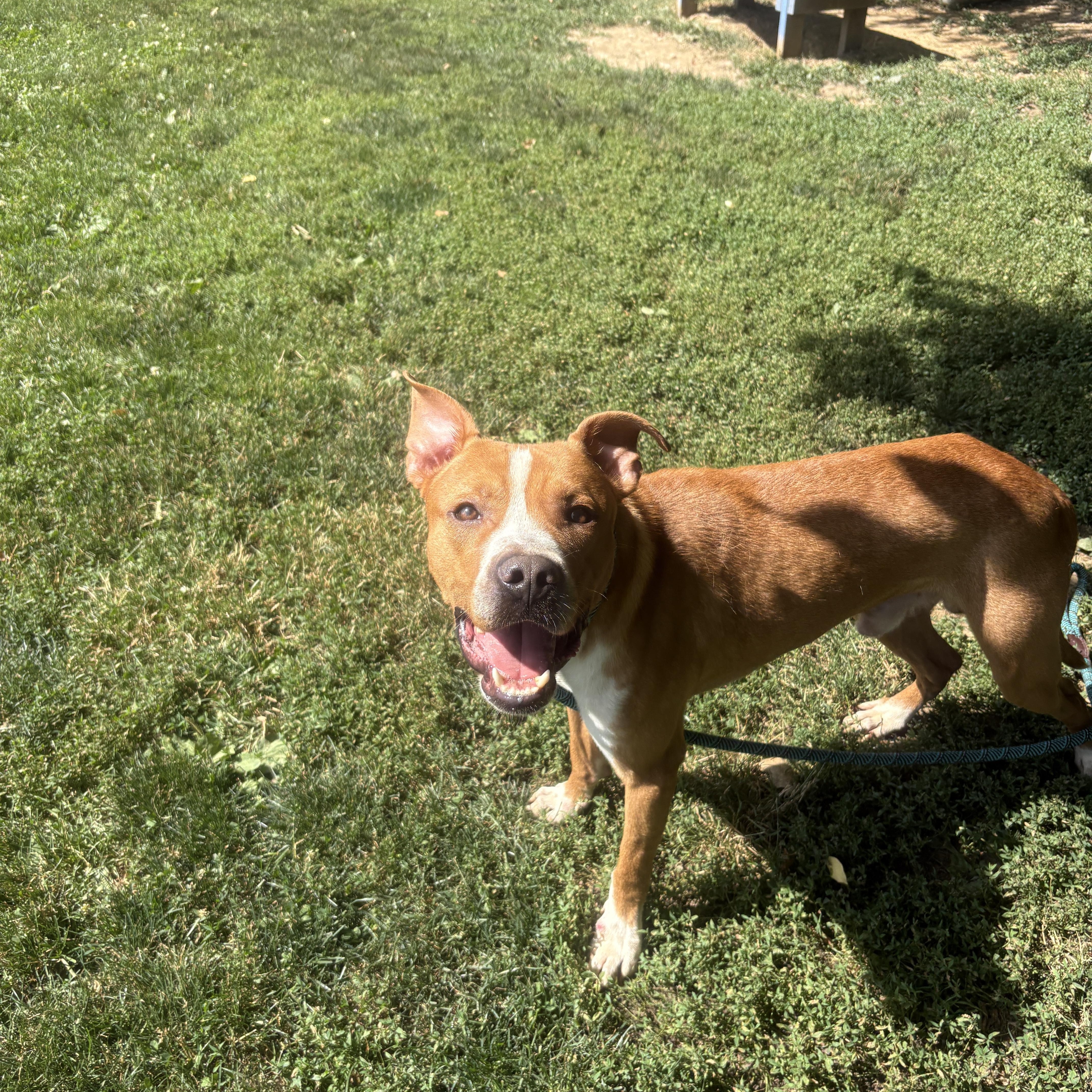 An adult medium-sized male Golden Mixed Breed dog named Jerry for adoption in Myerstown, PA