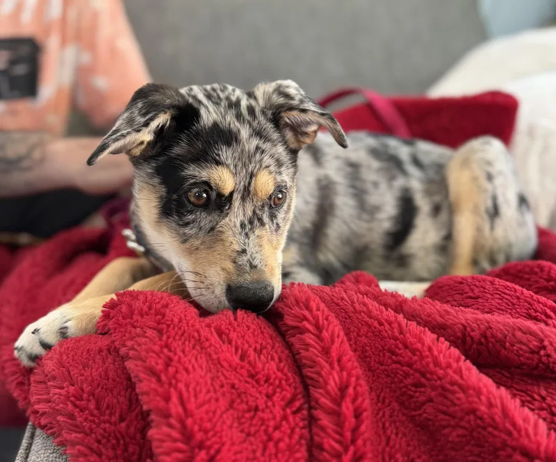 A baby small-sized female Australian Cattle Dog / Blue Heeler dog named Karen for adoption in Westport, CT