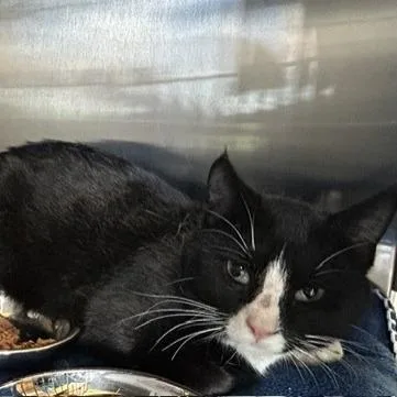 An adult medium-sized male Black Domestic Short Hair cat named Bowser for adoption in Knoxville, TN