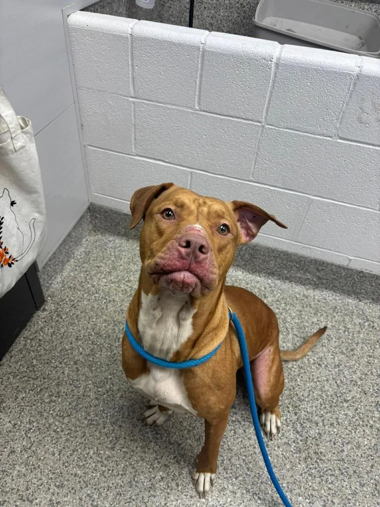 A young medium-sized female Terrier dog named Marsali for adoption in Van Wert, OH