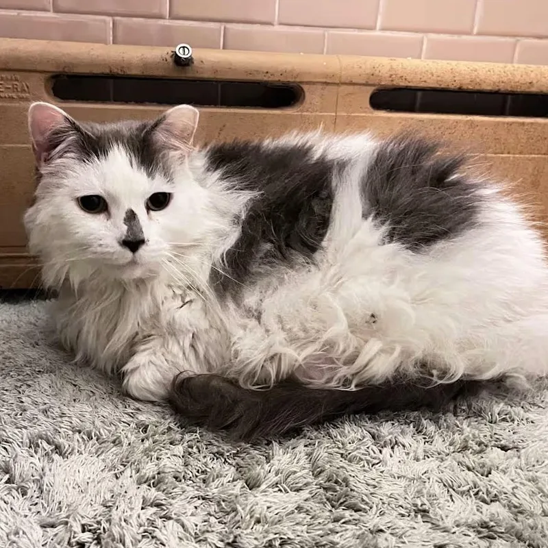 An adult medium-sized female Domestic Long Hair cat named Spotty for adoption in Frederick, MD