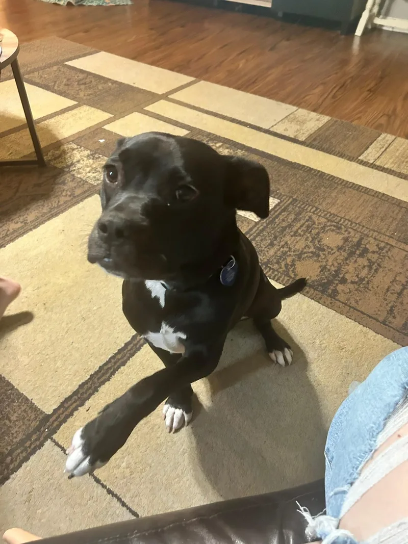 A young medium-sized female Pit Bull Terrier dog named Fiona for adoption in Mooresville, IN