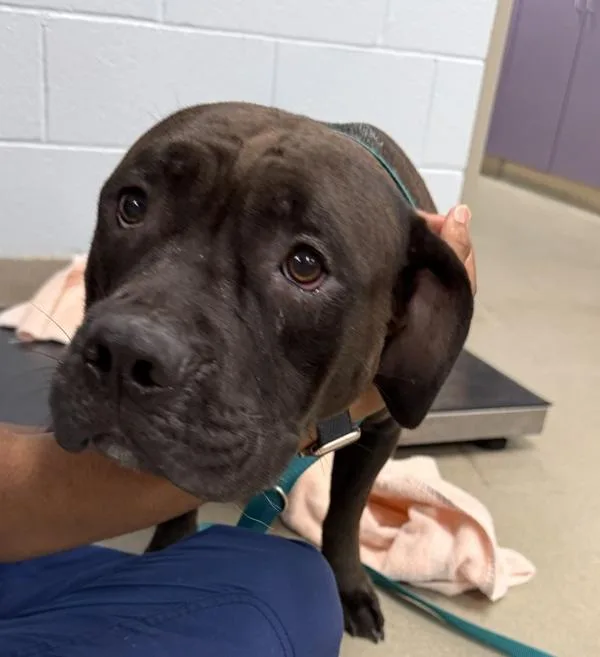 An adult large-sized female Pit Bull Terrier dog named Mulberry Street for adoption in Millersville, MD