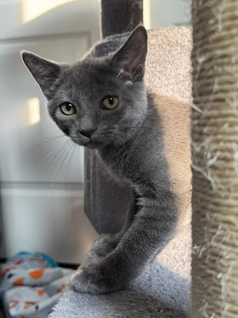 A young small-sized male Domestic Short Hair cat named John for adoption in Bethel Park, PA
