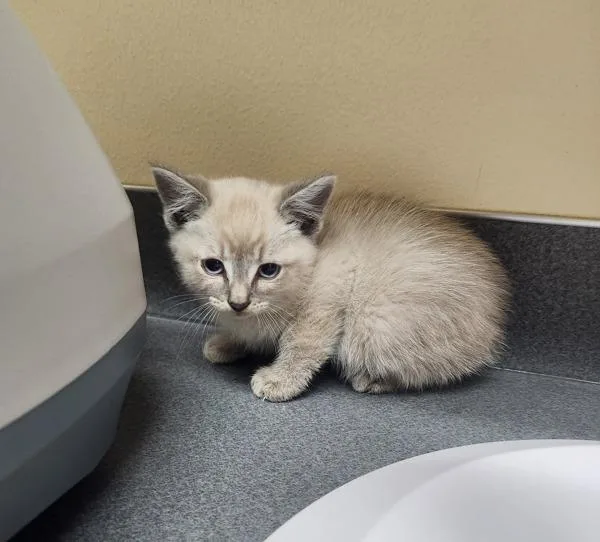 Meeko