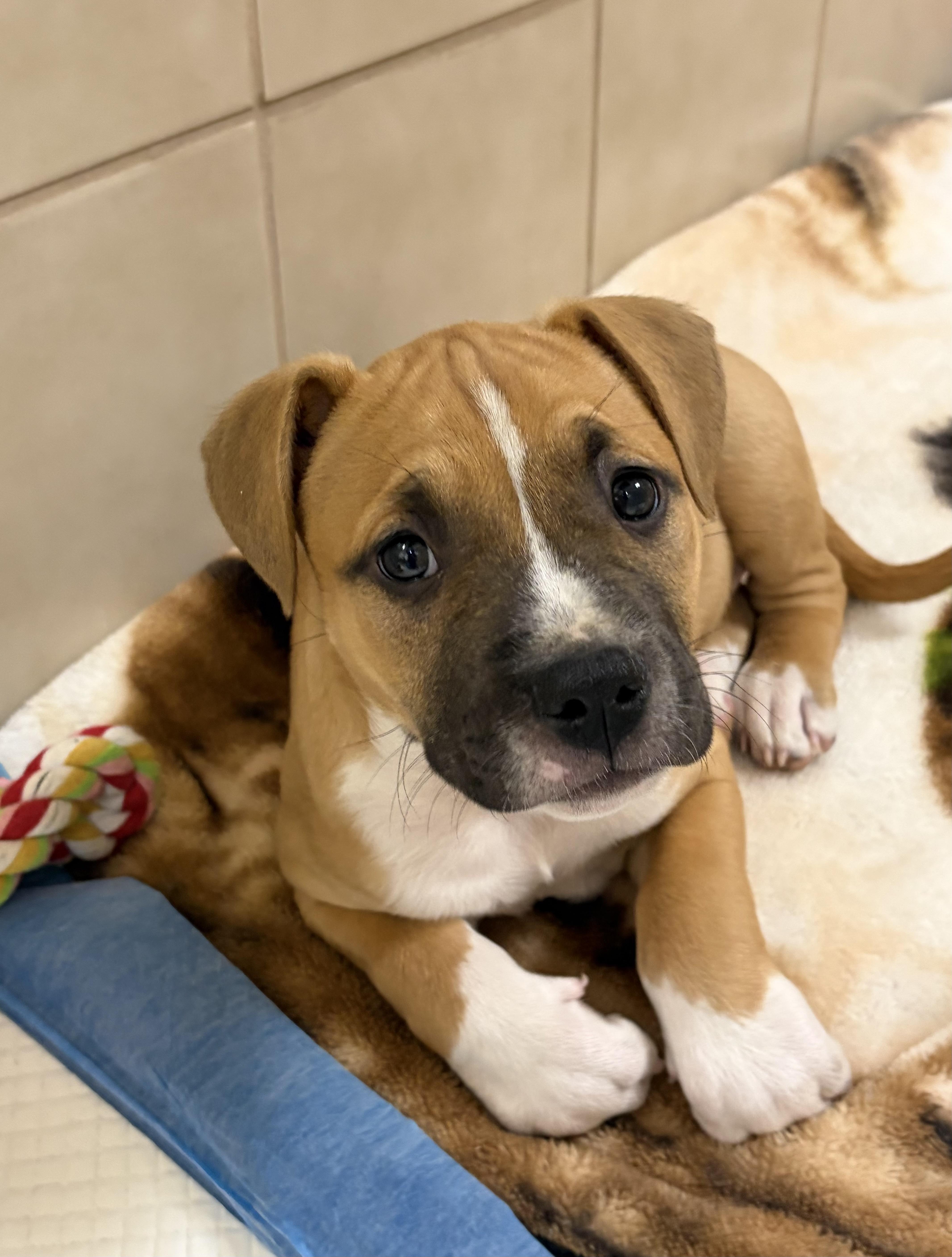 A baby medium-sized male Boxer dog named Chip for adoption in Kerrville, TX
