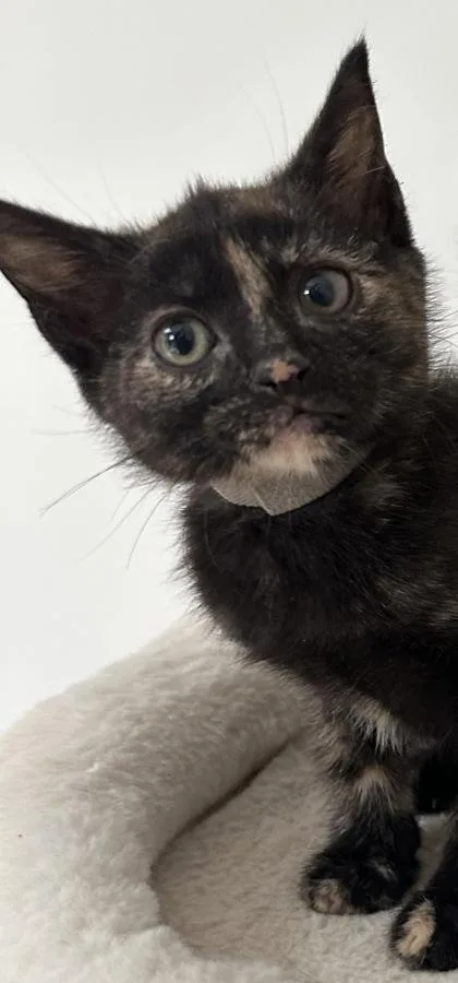 A baby small-sized female Domestic Short Hair cat named Tai for adoption in Lawrenceville, GA
