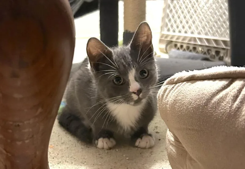 A baby small-sized male Gray & White Domestic Short Hair cat named Tony for adoption in Henrico, VA