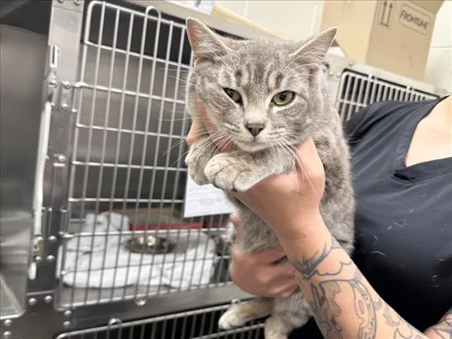 A young medium-sized male Domestic Short Hair cat named Herbie for adoption in Santa Fe, NM