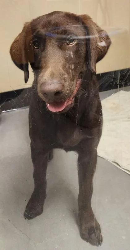 A baby medium-sized male Brown / Chocolate Labrador Retriever dog named Moose Tracks for adoption in Bellingham, WA
