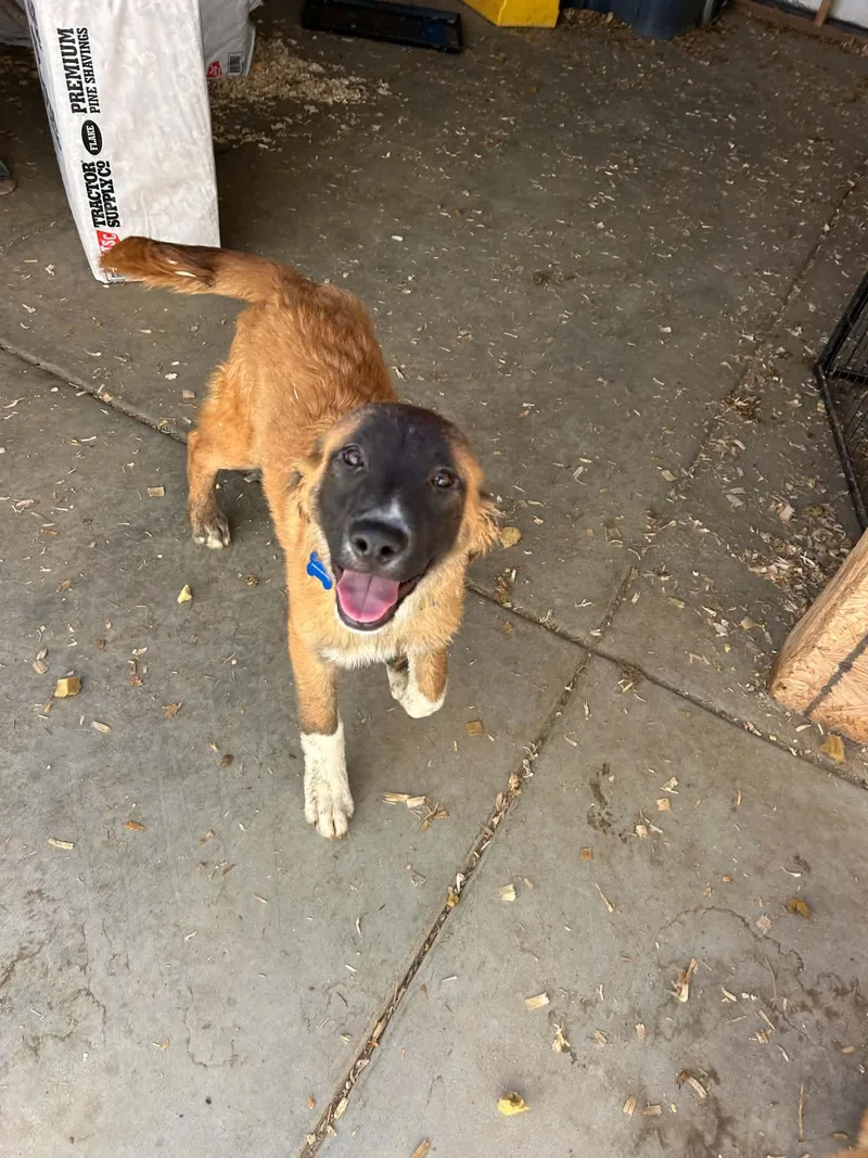 A young small-sized male Belgian Shepherd / Malinois dog named Christopher Robin for adoption in Bellflower, CA