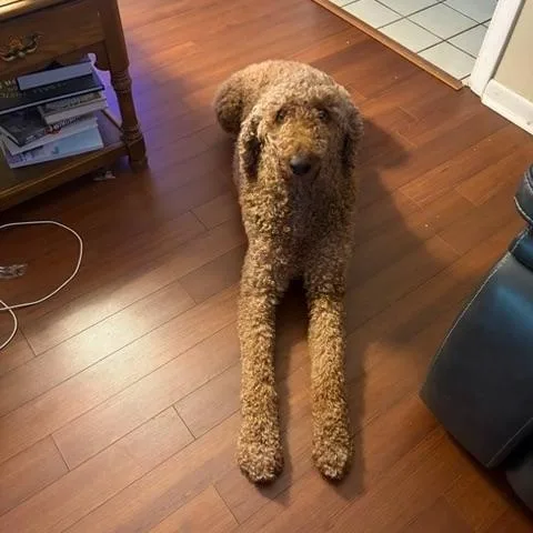 An adult large-sized male Red / Chestnut / Orange Standard Poodle dog named Arthur for adoption in Maitland, FL