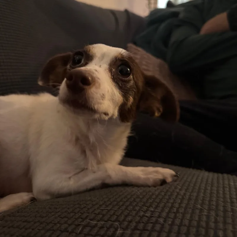 An adult small-sized female White / Cream Chihuahua dog named Sara D for adoption in Minnetonka, MN