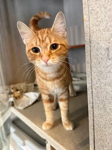 A baby small-sized female Domestic Short Hair cat named Badlands for adoption in Washington, DC