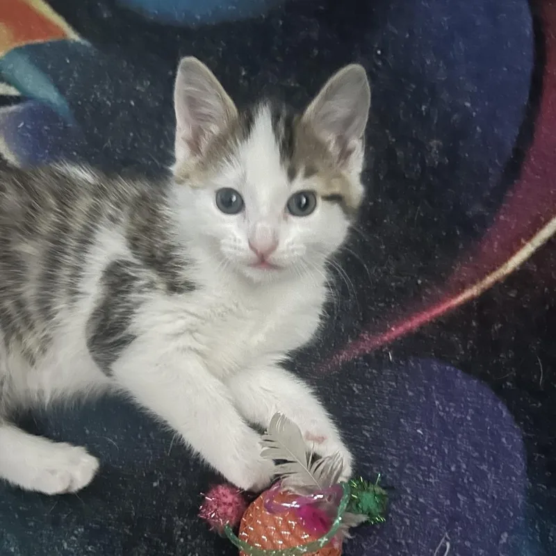 A baby small-sized female Brown / Chocolate Domestic Short Hair cat named Nifty for adoption in Edwardsville, IL