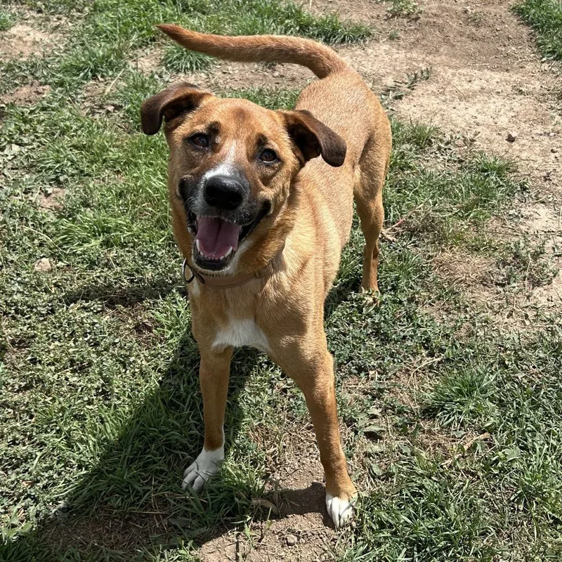 An adult medium-sized male Brown / Chocolate Shepherd dog named Ford for adoption in Flagstaff, AZ