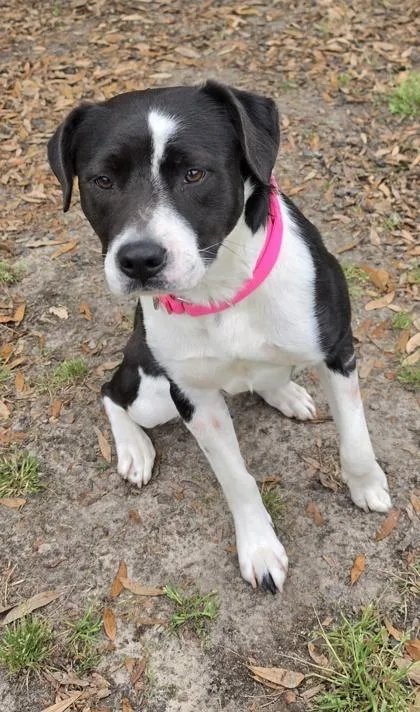 A young medium-sized female American Bulldog dog named Pastel for adoption in Conway, SC