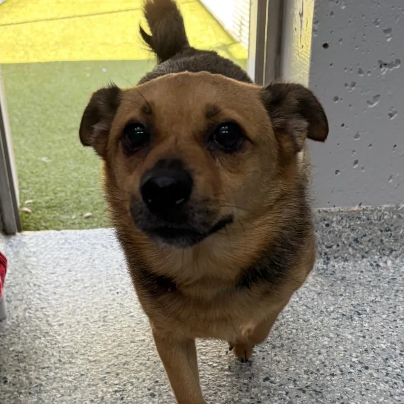 A senior small-sized male Brown / Chocolate Chihuahua dog named Brownie for adoption in Scituate, MA