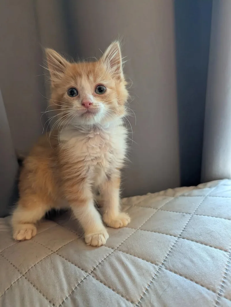 A baby medium-sized male Orange & White Domestic Medium Hair cat named Bubba Bubbaphant for adoption in Davison, MI