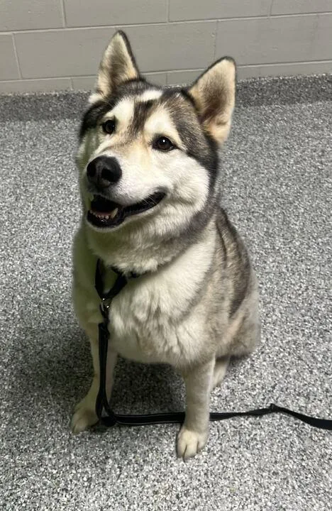 An adult large-sized male Husky dog named Jake for adoption in Jackson, MI