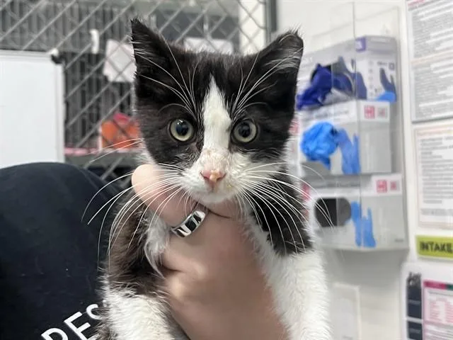 A baby small-sized male Domestic Short Hair cat named Kai for adoption in Palo Alto, CA