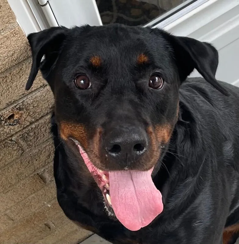 An adult extra large-sized female Black Mixed Breed dog named Dorothy for adoption in Cincinnati, OH