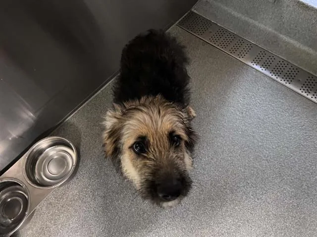 A baby medium-sized male Airedale Terrier dog named Liono for adoption in Tustin, CA