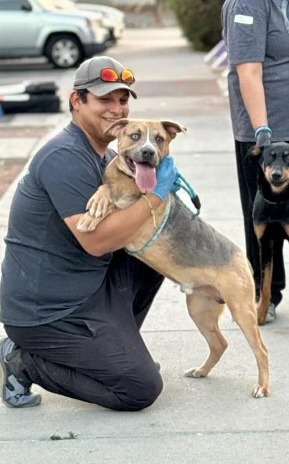 An adult medium-sized male Mixed Breed dog named Graham for adoption in El Paso, TX