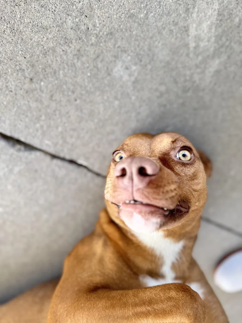 An adult medium-sized female Golden Mixed Breed dog named Moochie for adoption in Troy, AL