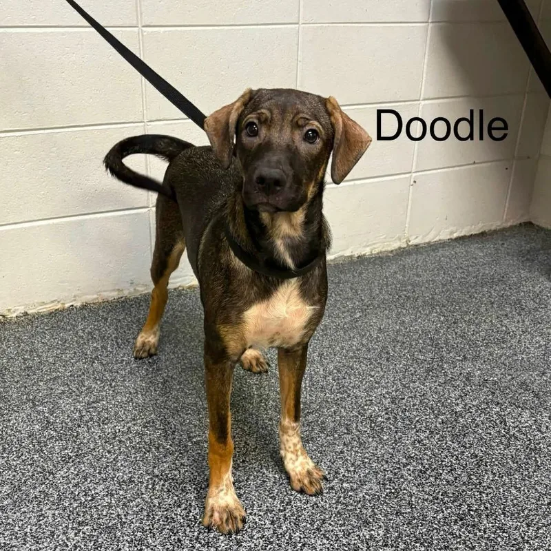 A young medium-sized female Brown / Chocolate Mixed Breed dog named Doodle for adoption in Long Island City, NY