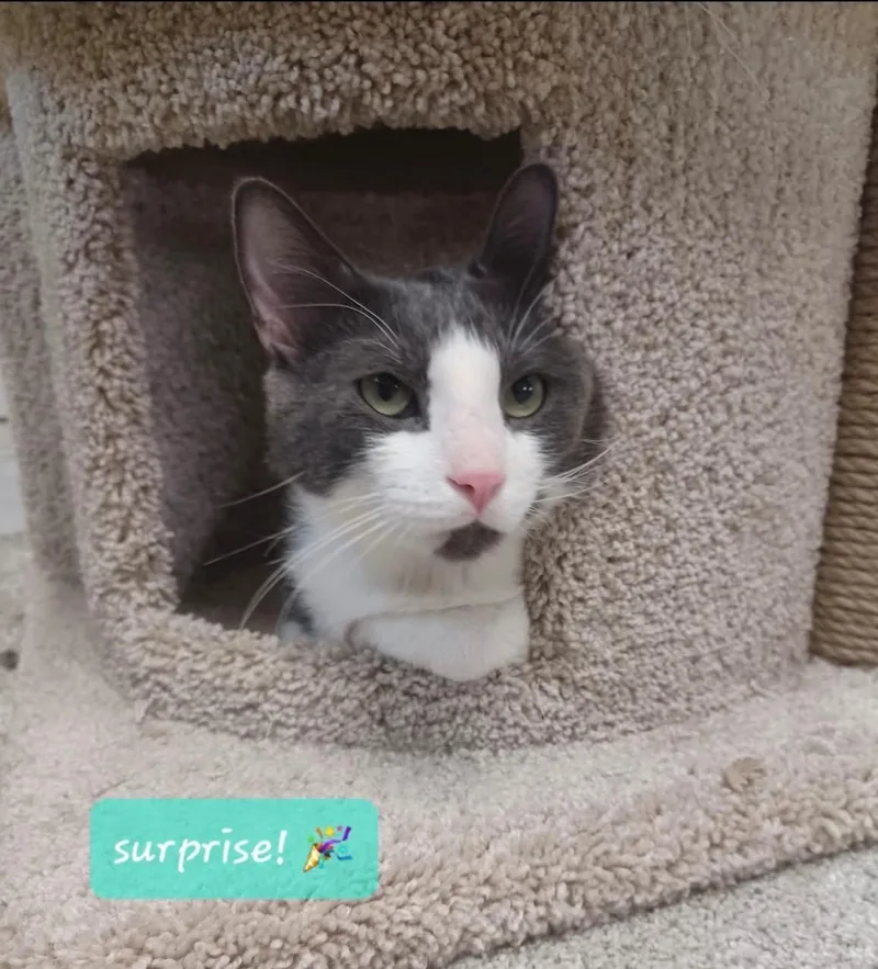 An adult medium-sized male Gray & White Domestic Short Hair cat named Surprise for adoption in Walworth, WI