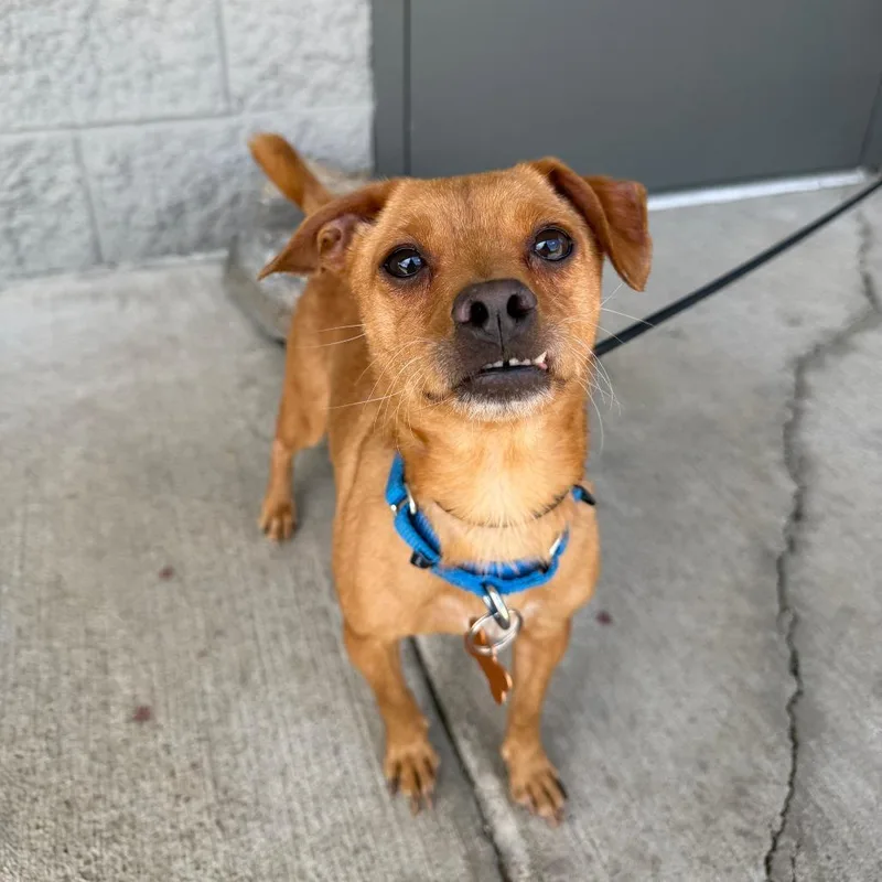 An adult small-sized male Golden Mixed Breed dog named Membrillo for adoption in Bend, OR
