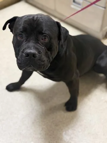 A young medium-sized male Pit Bull Terrier dog named Captain for adoption in Riverside, CA