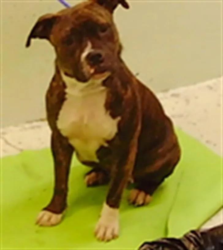 A young medium-sized female Staffordshire Bull Terrier dog named Daisy for adoption in Houston, TX