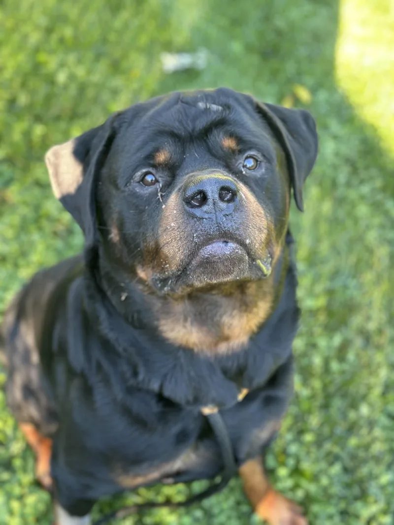 An adult extra large-sized male Rottweiler dog named Buzz for adoption in Myerstown, PA