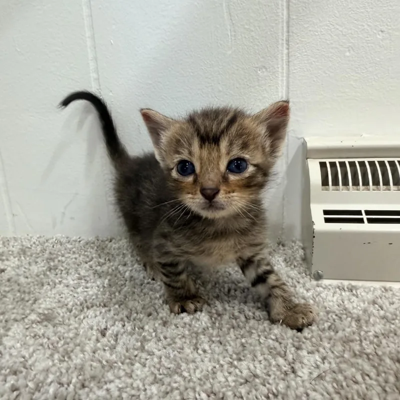 A baby small-sized female Brown / Chocolate Domestic Short Hair cat named Teeny for adoption in North Canton, OH