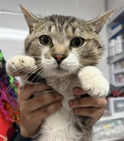 An adult large-sized male Domestic Short Hair cat named Cosmic Brownie for adoption in West Chester, PA