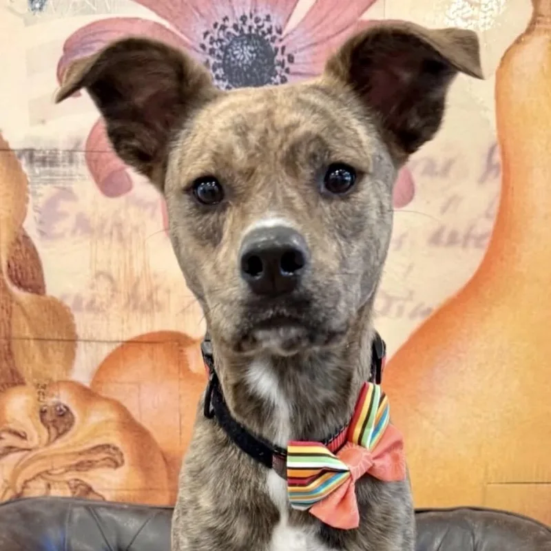 A young medium-sized female Brindle Boxer dog named Spice for adoption in Brooklyn, NY