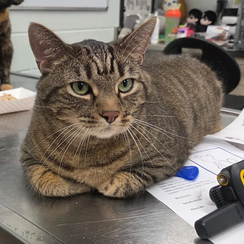 A senior extra large-sized male Gray / Blue / Silver Domestic Short Hair cat named Will for adoption in Chattanooga, TN