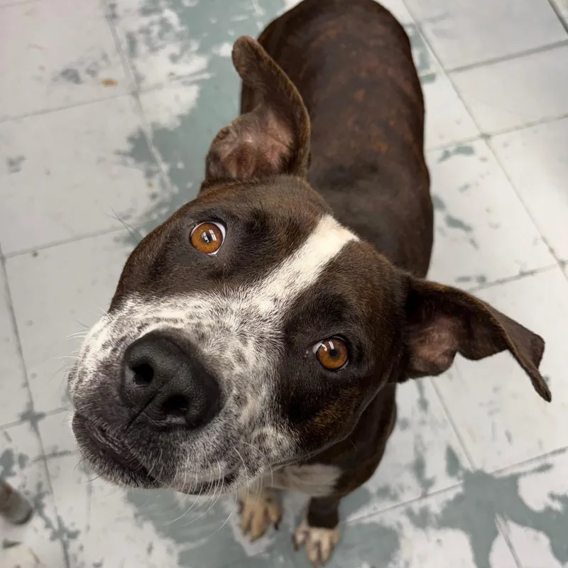 An adult large-sized male Brindle Pit Bull Terrier dog named Bubba D for adoption in Corsicana, TX